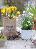 Crocus chrysanthus (crocuses) in paper bag with label