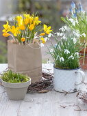 Crocus chrysanthus (Crocuses) in paper bag, Galanthus (Snowdrops)