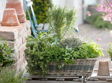 Herb box with rosemary (Rosmarinus)