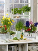 Frühlingsfenster mit Kräutern: Hyacinthus (Hyazinthen), Narcissus