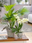 Livistona rotundifolia (Fan palm), Phalaenopsis 'Anthura Rome'