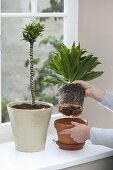 Verjüngung und Vermehrung von Dracaena