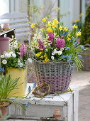 Bunter Frühlings-Korb mit Hyacinthus (Hyazinthen), Narcissus 'Tete a Tete'