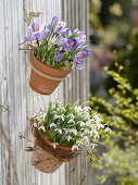 Crocus vernus 'Striped Beauty' (Krokusse) und Galanthus nivalis