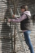 Woman cuts pear trellis on house wall