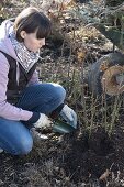 Woman distributes compost around pink (rose)