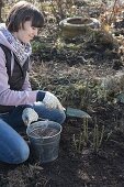 Frau düngt Rosa (Rosen) nach Entfernen des Winterschutzes