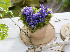 Viola odorata (fragrant violet) arrangement in moss-heart