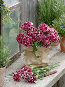 Kleiner Strauß aus Dianthus plumarius (Federnelken) in Papiertüte