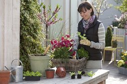 Woman plants wicker basket with Primula elatior (tall primrose), rocket