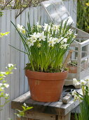 Narcissus 'White Tete a Tete' (Narcissus) in clay pot