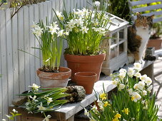 Narcissus 'White Tete a Tete' 'Bridal Crown' (daffodils) in clay pot