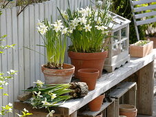 Narcissus 'White Tete a Tete' (Narzissen) in Tontopf