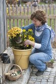 Frau pflanzt Erysimum (Goldlack) und Primula Belarina 'Buttercup Yellow'