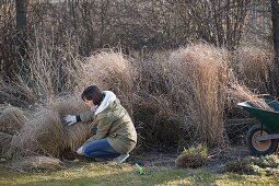 Woman cuts back Pennisetum (feather bristle grass) in March