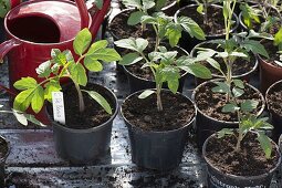 Seedlings of (tomatoes) Lycopersicon in plastic pots, red watering can