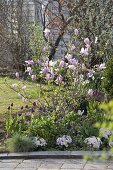 Frühlingsbeet mit Magnolie