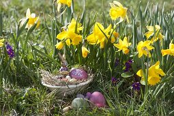 Ostern im Garten: Osternest mit Hase und Eiern vor Narcissus
