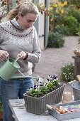 Im Herbst Korbkasten für den Frühling bepflanzen (4/5)