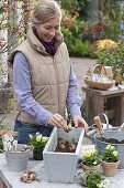 In the autumn, plant planters for spring