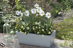 Planting a spring flower box in autumn (5/5)