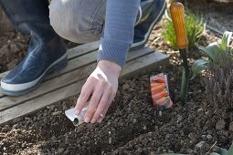 Woman sows carrots (Daucus carota) in seed furrow