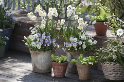 Narcissus 'Abba' (daffodils), Viola cornuta (horned violet) and Bellis