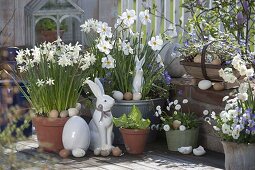 Narcissus 'White Tete a Tete', 'Poeticus' (Daffodils), Anemone blanda