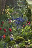 Colourful spring bed with Tulipa (tulips), Muscari (grape hyacinths)