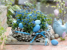 Myosotis 'Myomark' in wreath from Salix