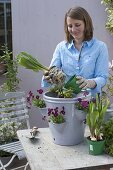 Frau bepflanzt Taschenamphore mit Tulipa 'Negrita' (Triumph-Tulpen)