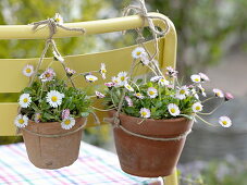 Bellis perennis (daisy) in clay pots hung on the back of a chair