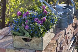 Tulipa 'Lilac Star' (double tulips) and Myosotis 'Myomark'.