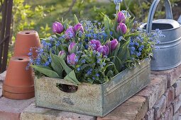 Tulipa 'Lilac Star' (gefüllte Tulpen) und Myosotis 'Myomark'