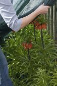 Frau schützt Fritillaria imperialis (Kaiserkrone) mit Vlies vor Spätfrösten