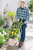 Man moving citrus limon out of winter quarters with a handcart
