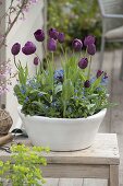 Planting tulip bulbs and forget-me-not in autumn