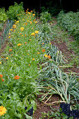 Noun: vor der Ernte flachgelegter Knoblauch (Allium sativum), dahinter Calendula (Ringelblumen) in Reihe