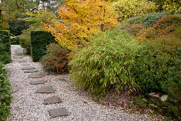 Noun: Kies-Weg mit Trittsteinen, Sinarundinaria (Bambus), Acer palmatum 'Sango Kaku' (Japanischer Fächerahorn), Cotoneaster horizontalis (Fächer-Zwergmispel) mit roten Beeren
