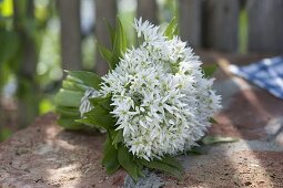 Small bouquet of flowering wild garlic (Allium ursinum)