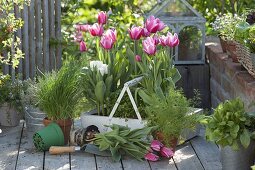 Tulipa 'Ollioules', 'Arctic' (Tulpen), Schnittlauch (Allium schoenoprasum)