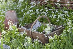 Flowering woodruff in bed and basket