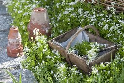 Blühender Waldmeister im Beet und im Korb