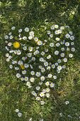 Herz aus Bellis (Gänseblümchen) im Rasen ausgeschnitten