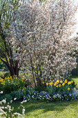 Blühende Amelanchier (Felsenbirne) mit Narcissus