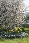 Blühende Amelanchier (Felsenbirne) mit Narcissus (Narzissen), Tulipa