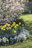 Blühende Amelanchier (Felsenbirne) mit Narcissus (Narzissen)