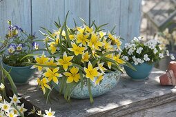 Tulipa tarda (wild tulips), Viola sororia (peony violet), Viola cornuta