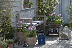 Blue-pink spring terrace tulip 'Evening Breeze' 'Lilac Star'