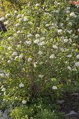 Blühender Viburnum lantana (Wolliger Schneeball)